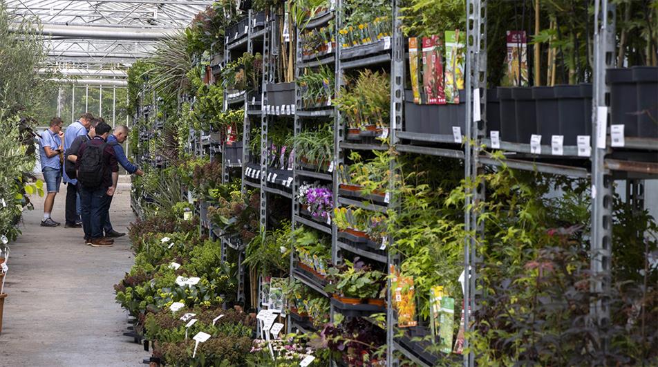 Racks of plants at Four Oaks